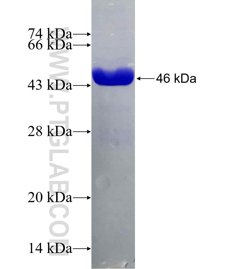 RAB14 fusion protein Ag8092 SDS-PAGE