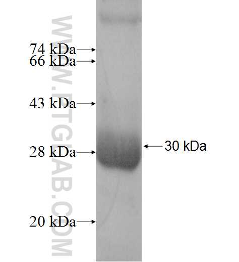 RAB14 fusion protein Ag8167 SDS-PAGE