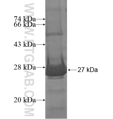 RAB17 fusion protein Ag11688 SDS-PAGE