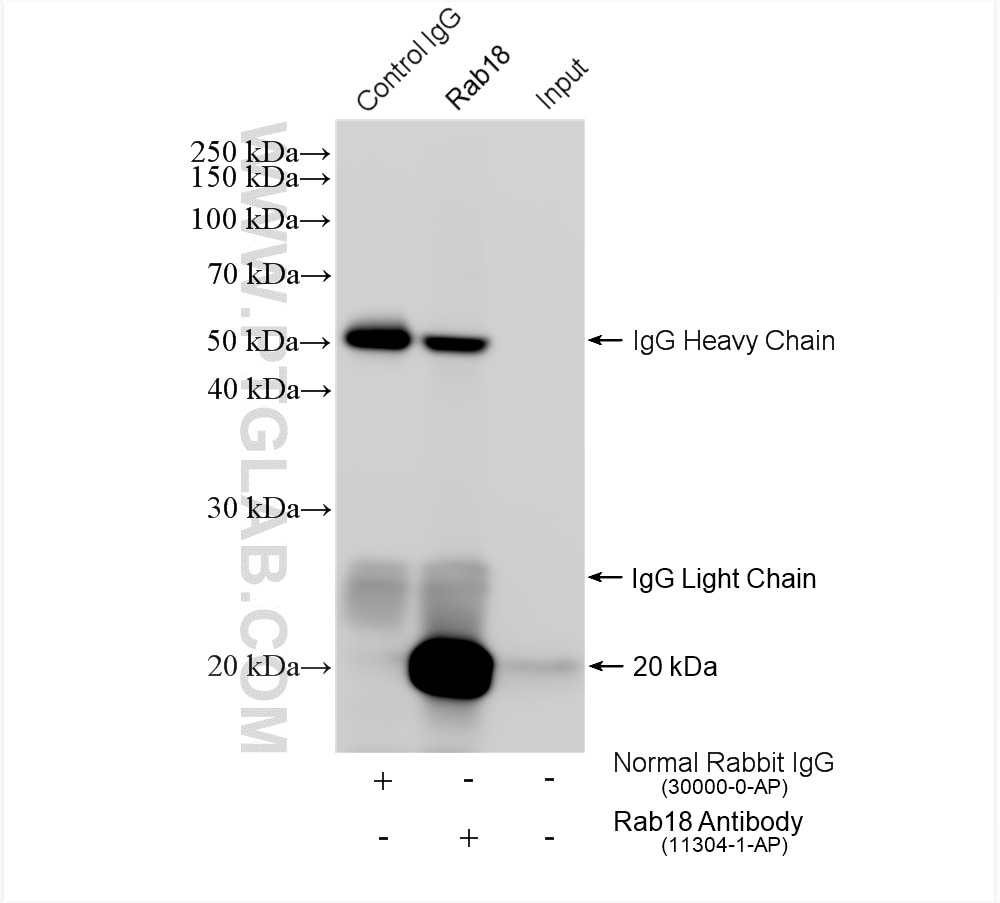 Immunoprecipitation (IP) experiment of rat testis tissue using Rab18 Polyclonal antibody (11304-1-AP)