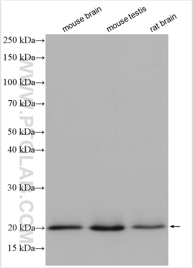 Western Blot (WB) analysis of various lysates using Rab18 Polyclonal antibody (11304-1-AP)