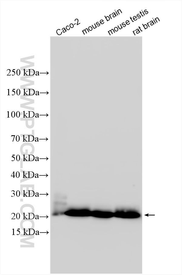 Western Blot (WB) analysis of various lysates using Rab18 Polyclonal antibody (11304-1-AP)