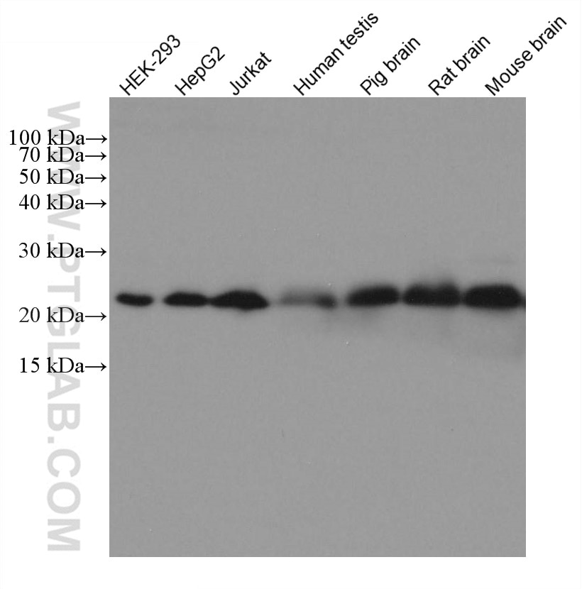 Western Blot (WB) analysis of various lysates using RAB18 Monoclonal antibody (67659-1-Ig)