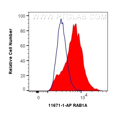 Flow cytometry (FC) experiment of C2C12 cells using RAB1A Polyclonal antibody (11671-1-AP)