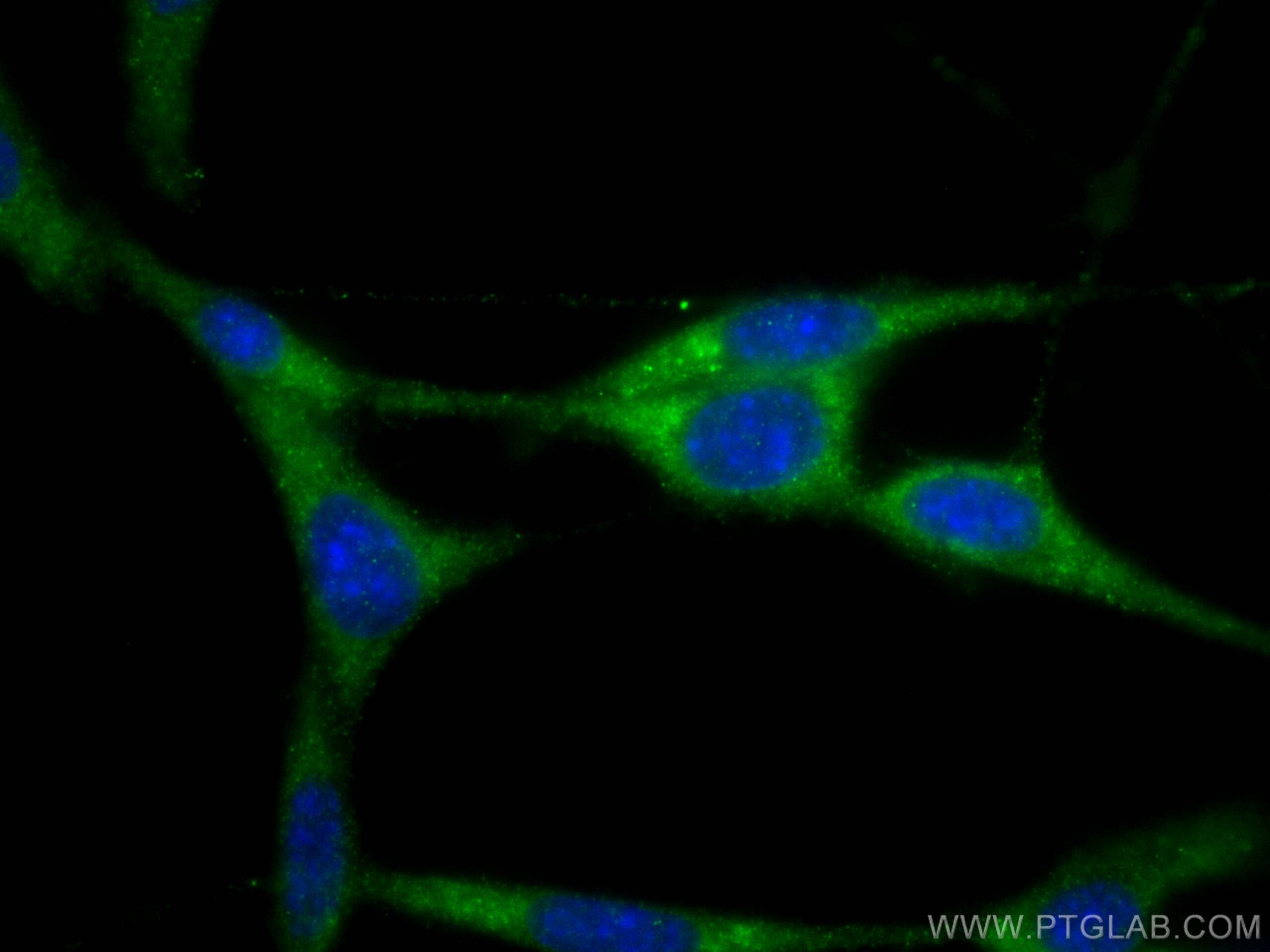 Immunofluorescence (IF) / fluorescent staining of NIH/3T3 cells using RAB1A Polyclonal antibody (11671-1-AP)