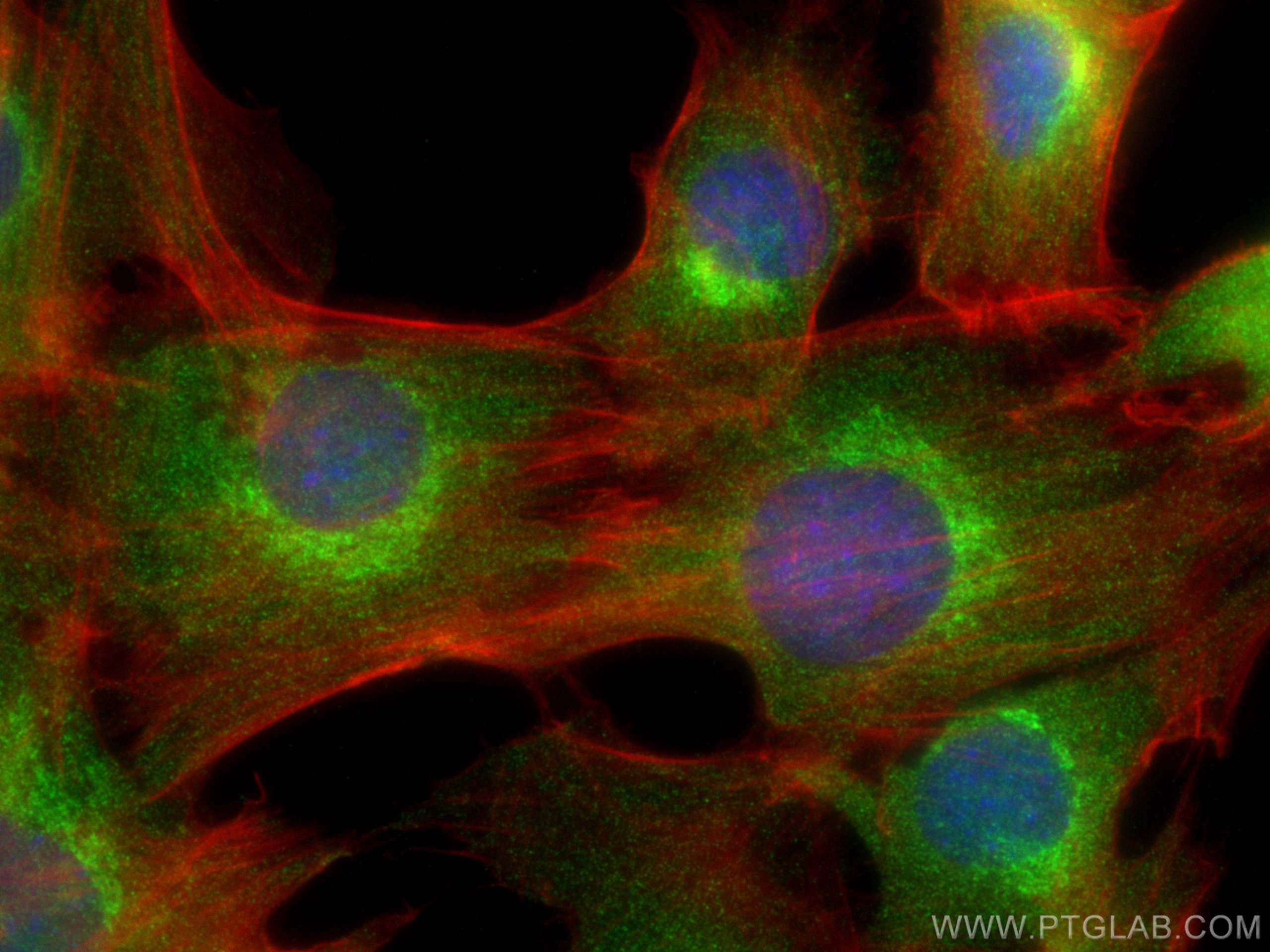 Immunofluorescence (IF) / fluorescent staining of C2C12 cells using RAB1A Polyclonal antibody (11671-1-AP)