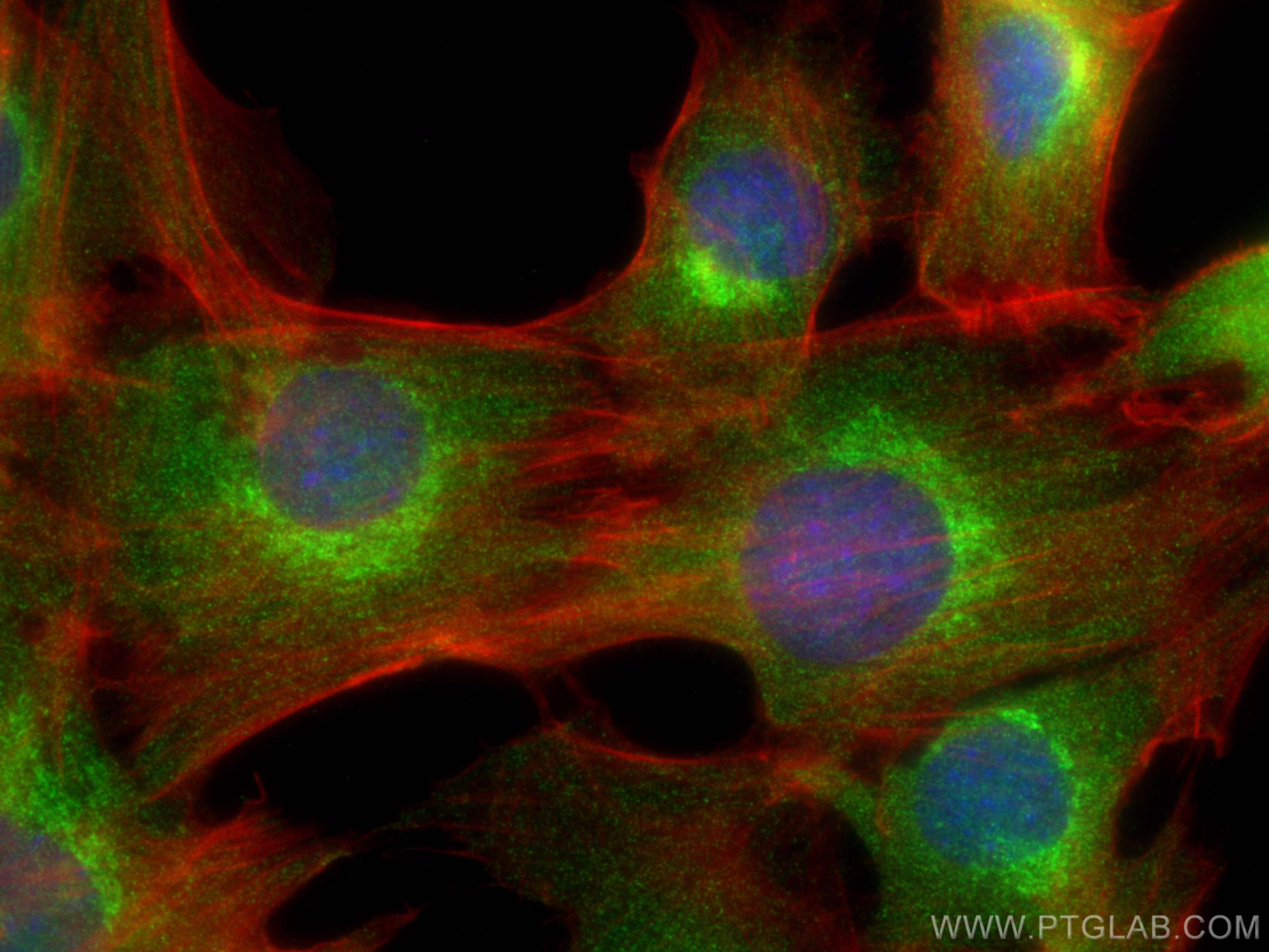 IF Staining of C2C12 using 11671-1-AP