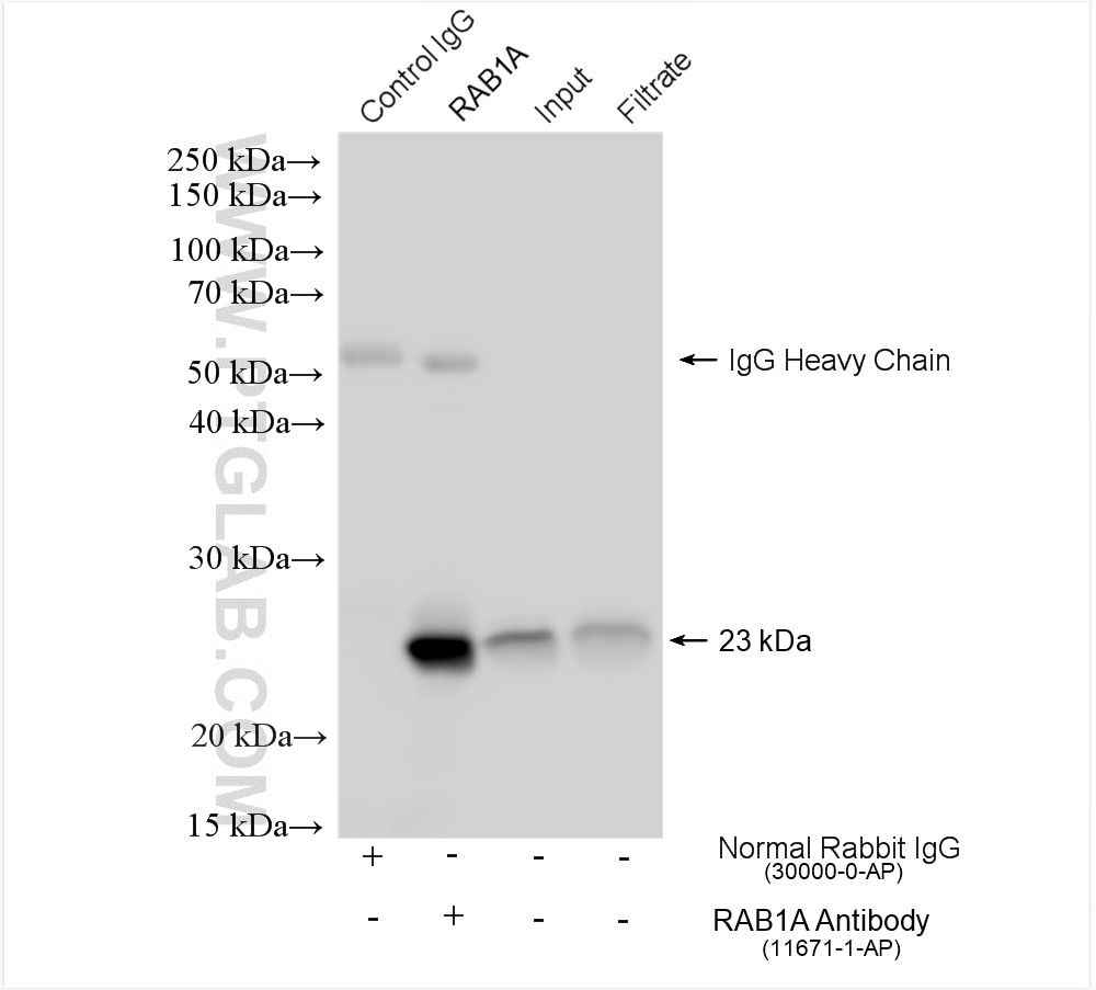 Immunoprecipitation (IP) experiment of A549 cells using RAB1A Polyclonal antibody (11671-1-AP)