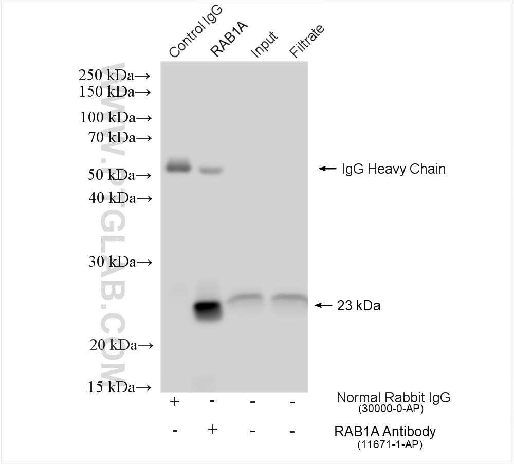 Immunoprecipitation (IP) experiment of C2C12 cells using RAB1A Polyclonal antibody (11671-1-AP)