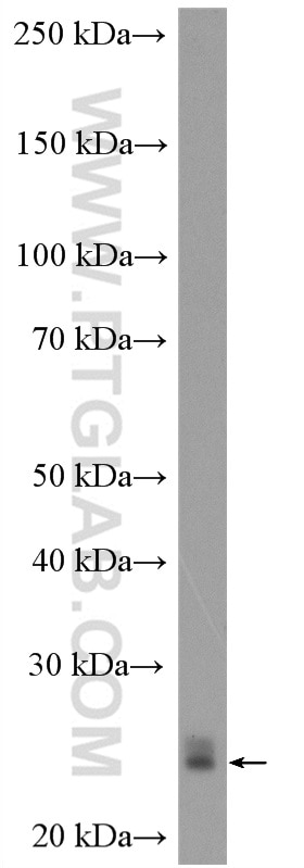 Western Blot (WB) analysis of NIH/3T3 cells using RAB1A Polyclonal antibody (11671-1-AP)