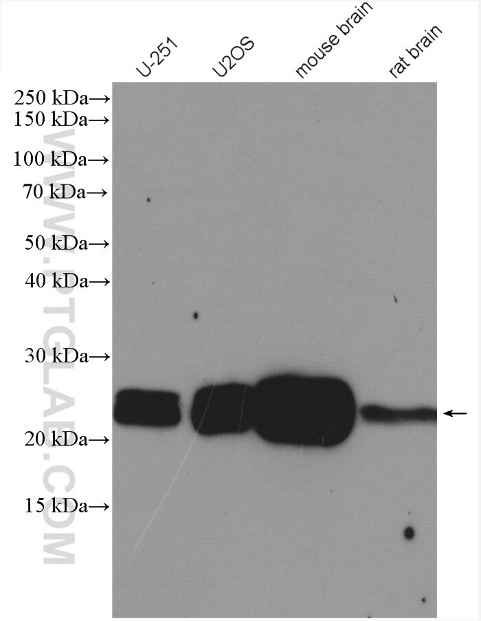 Western Blot (WB) analysis of various lysates using RAB1A Polyclonal antibody (11671-1-AP)