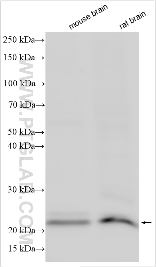 Western Blot (WB) analysis of various lysates using RAB1A Polyclonal antibody (11671-1-AP)