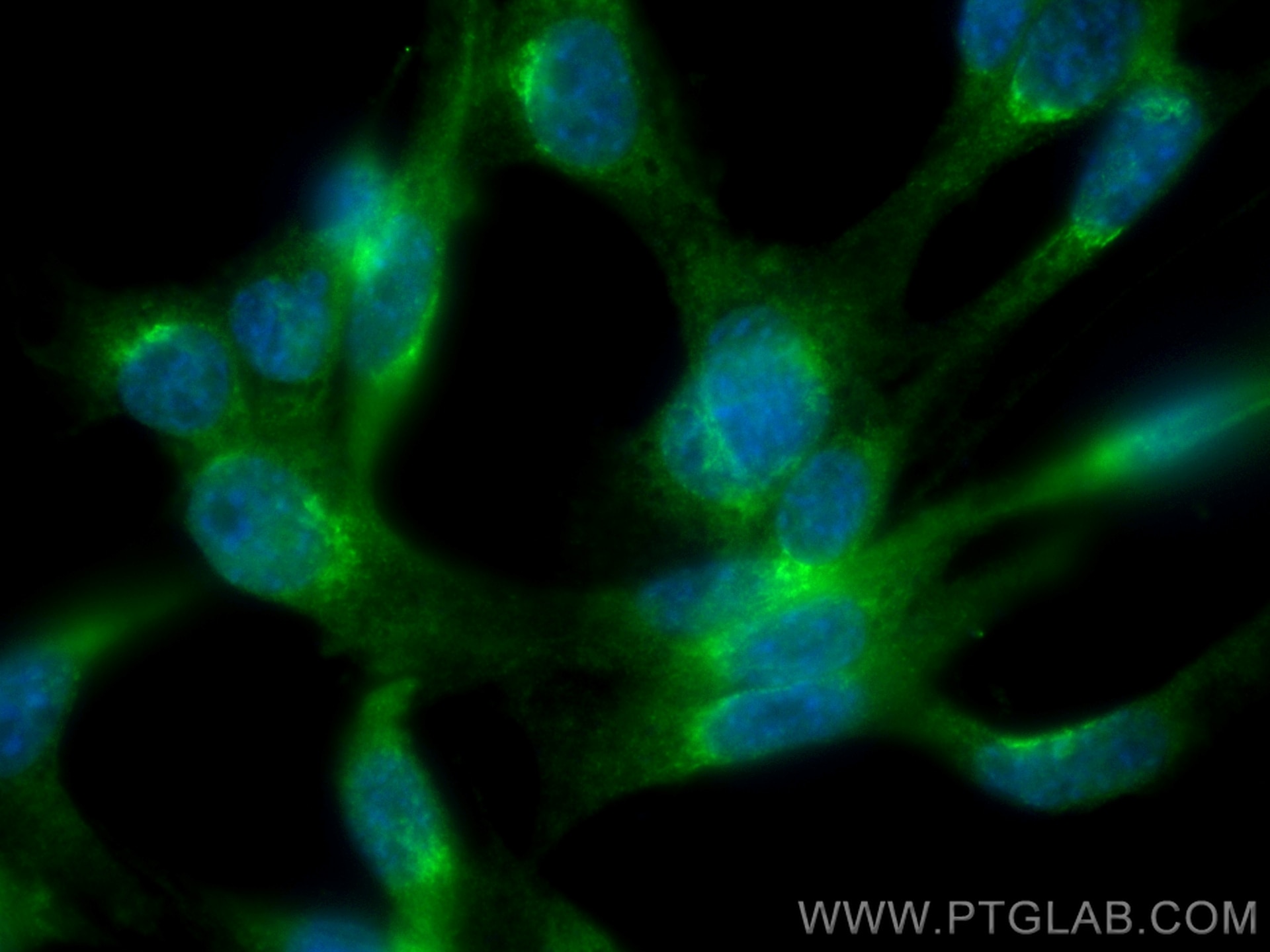 Immunofluorescence (IF) / fluorescent staining of NIH/3T3 cells using CoraLite® Plus 488-conjugated RAB1A Polyclonal ant (CL488-11671)