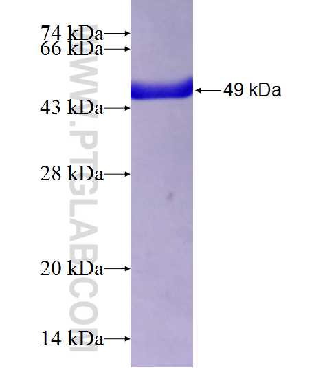 RAB1A fusion protein Ag2264 SDS-PAGE