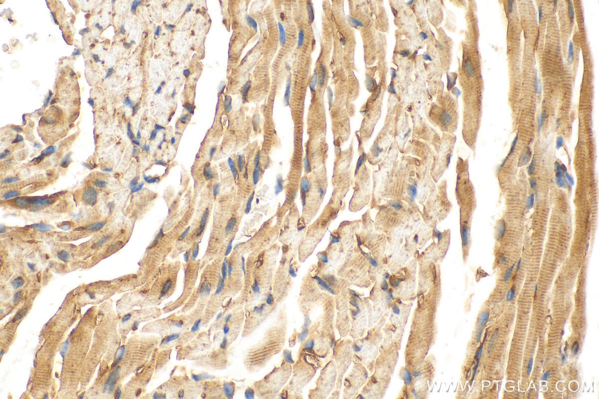 Immunohistochemistry (IHC) staining of mouse heart tissue using RAB1B Polyclonal antibody (17824-1-AP)