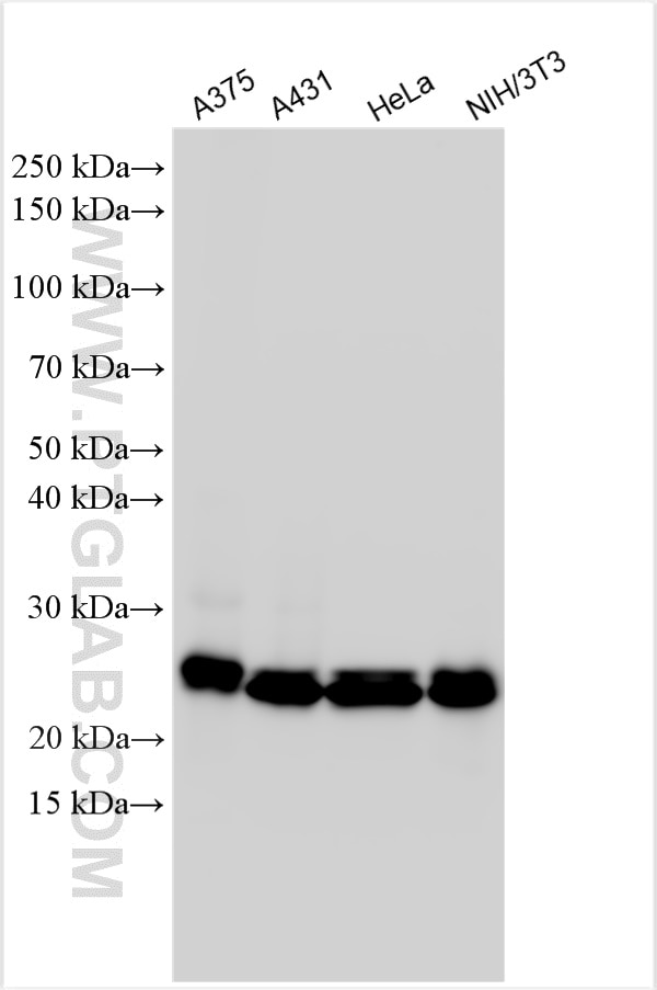 Western Blot (WB) analysis of various lysates using RAB1B Polyclonal antibody (17824-1-AP)