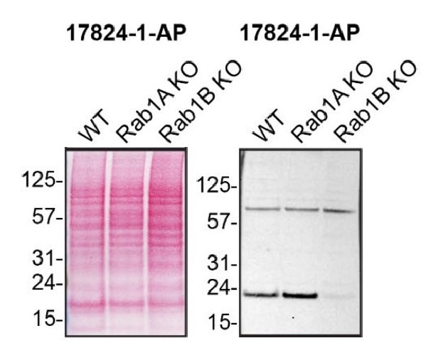 Western Blot (WB) analysis of HAP1 using RAB1B Polyclonal antibody (17824-1-AP)