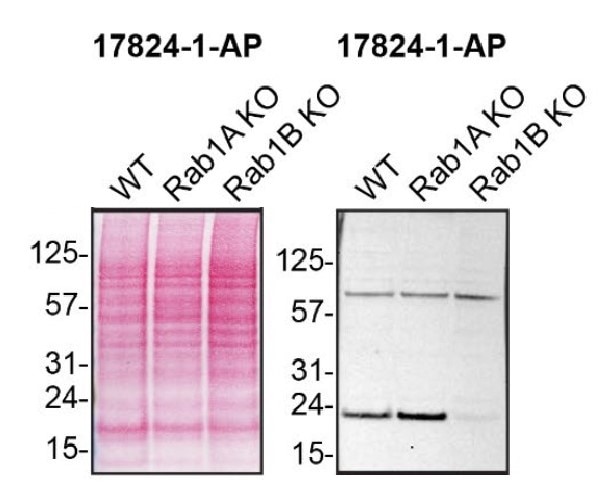 WB analysis of HAP1 using 17824-1-AP