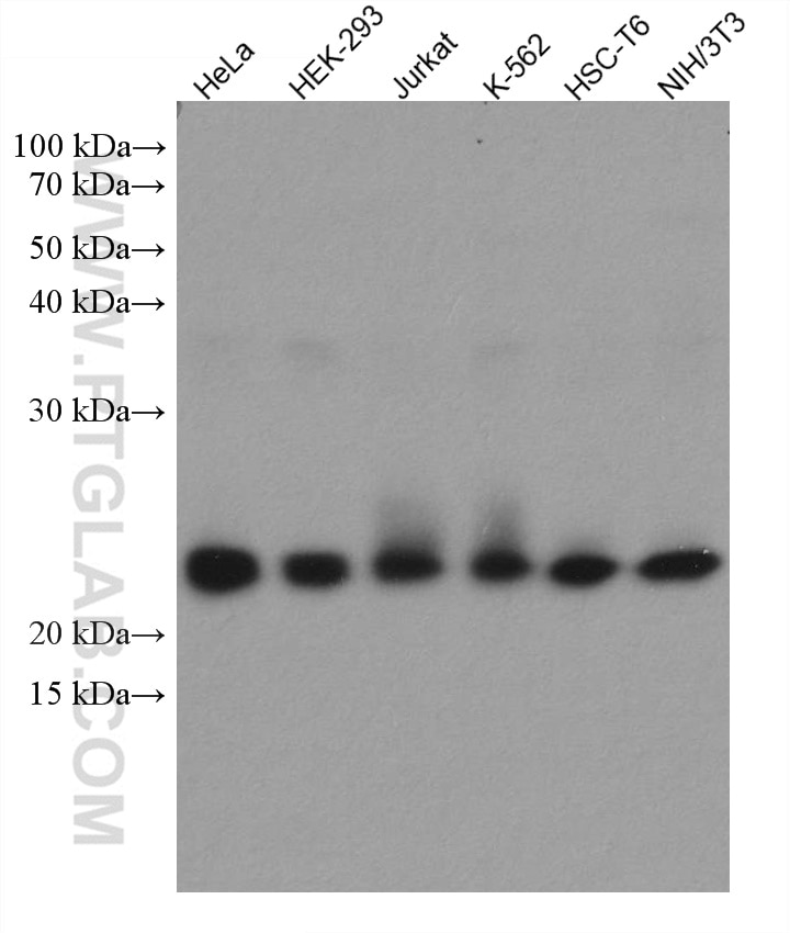 Western Blot (WB) analysis of various lysates using RAB1B Monoclonal antibody (67837-1-Ig)