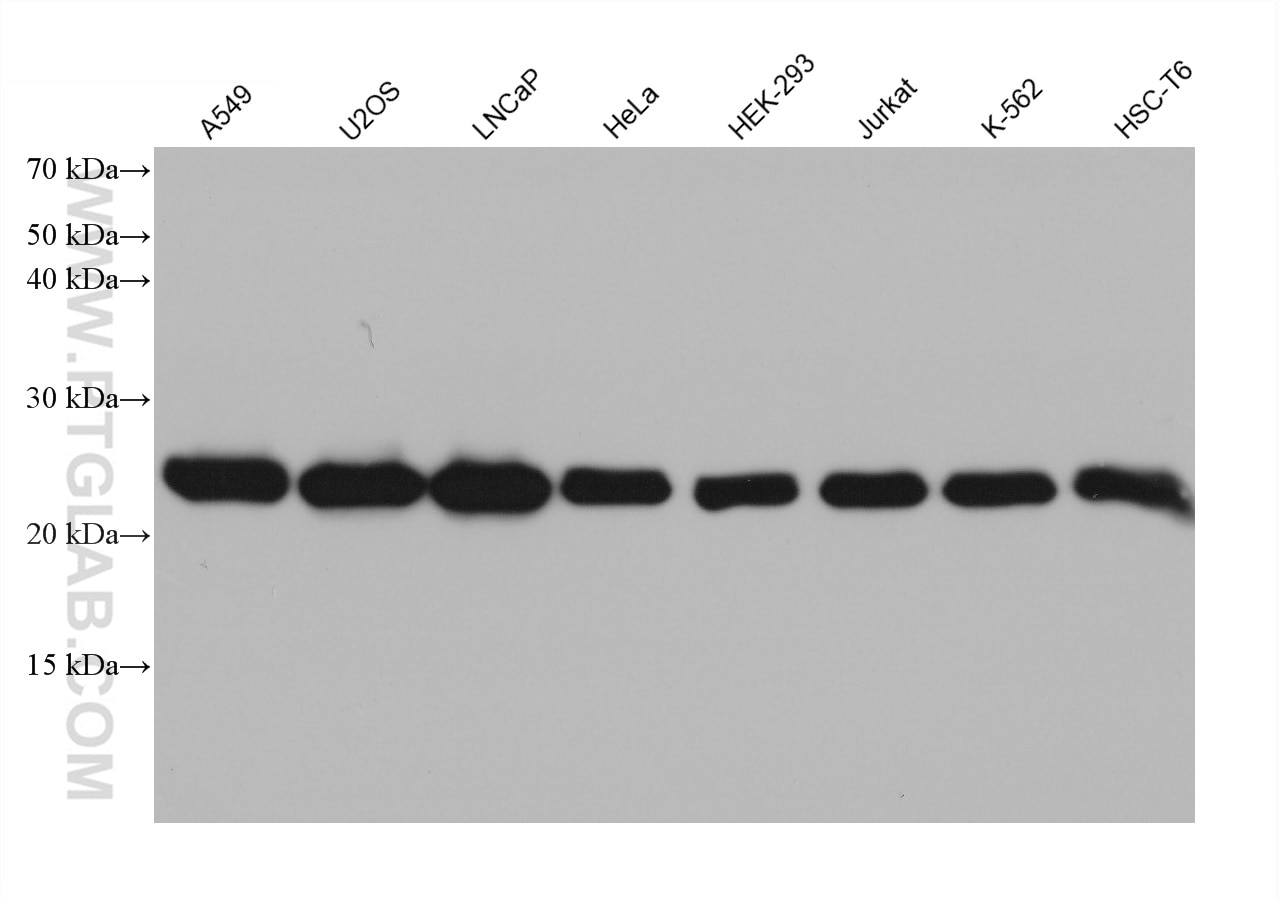 Western Blot (WB) analysis of various lysates using RAB1B Monoclonal antibody (67837-1-Ig)