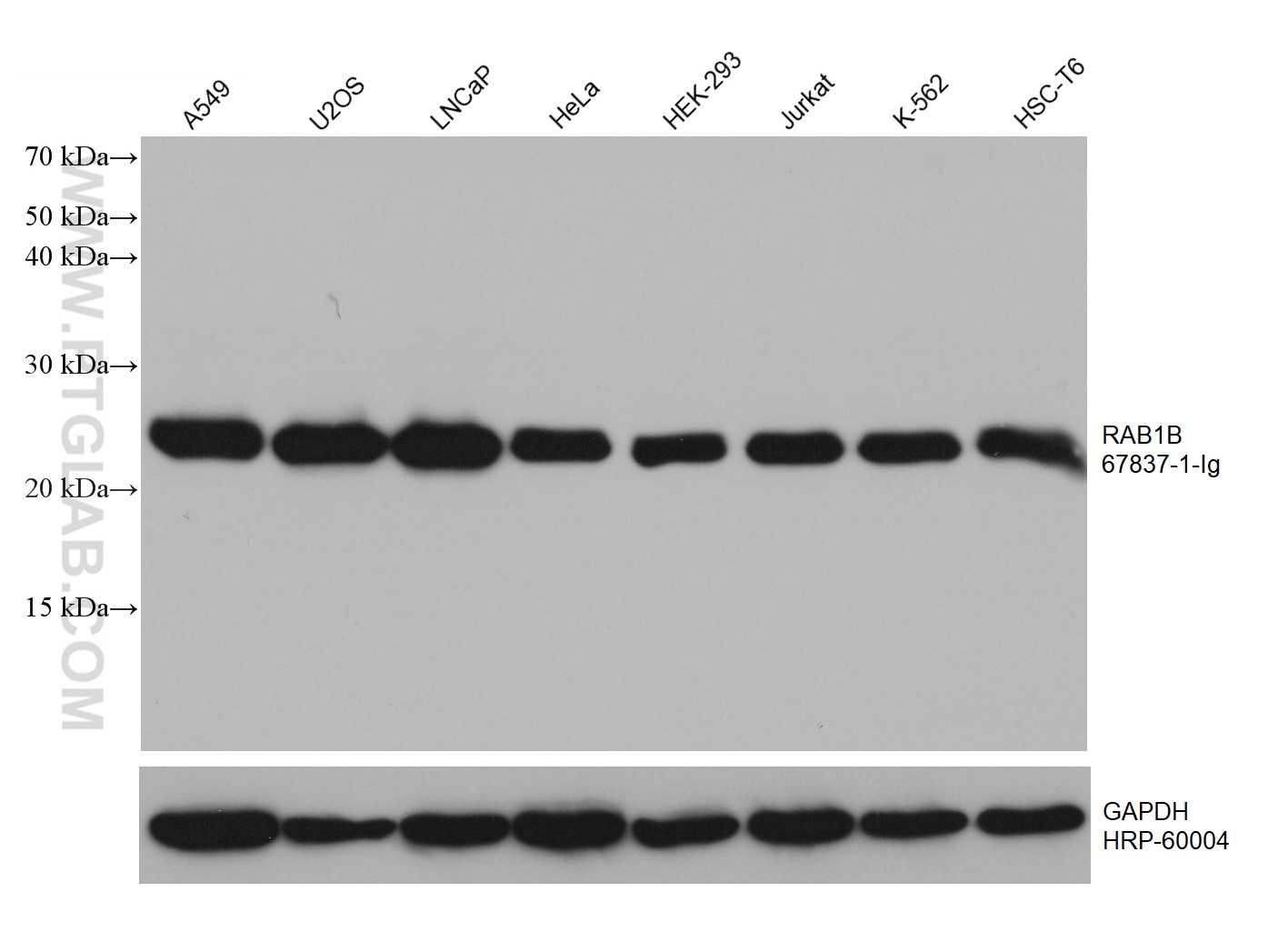 Western Blot (WB) analysis of various lysates using RAB1B Monoclonal antibody (67837-1-Ig)