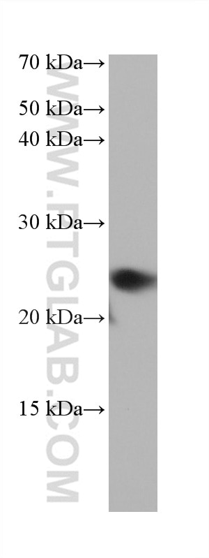 Western Blot (WB) analysis of NIH/3T3 cells using RAB1B Monoclonal antibody (67837-1-Ig)