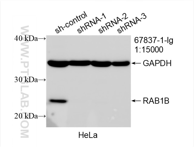 Western Blot (WB) analysis of HeLa cells using RAB1B Monoclonal antibody (67837-1-Ig)