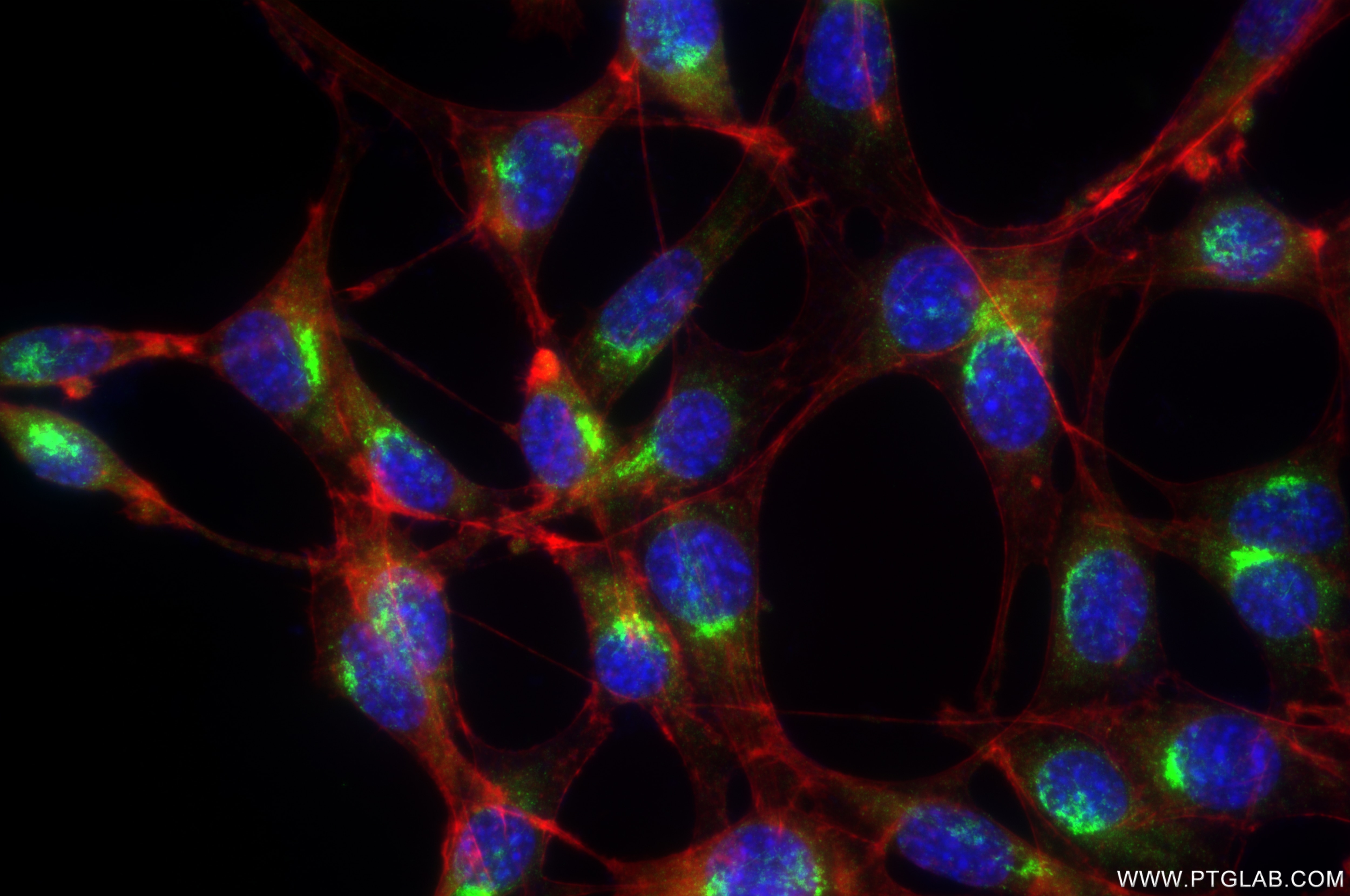 Immunofluorescence (IF) / fluorescent staining of NIH/3T3 cells using RAB1B Recombinant antibody (83687-4-RR)