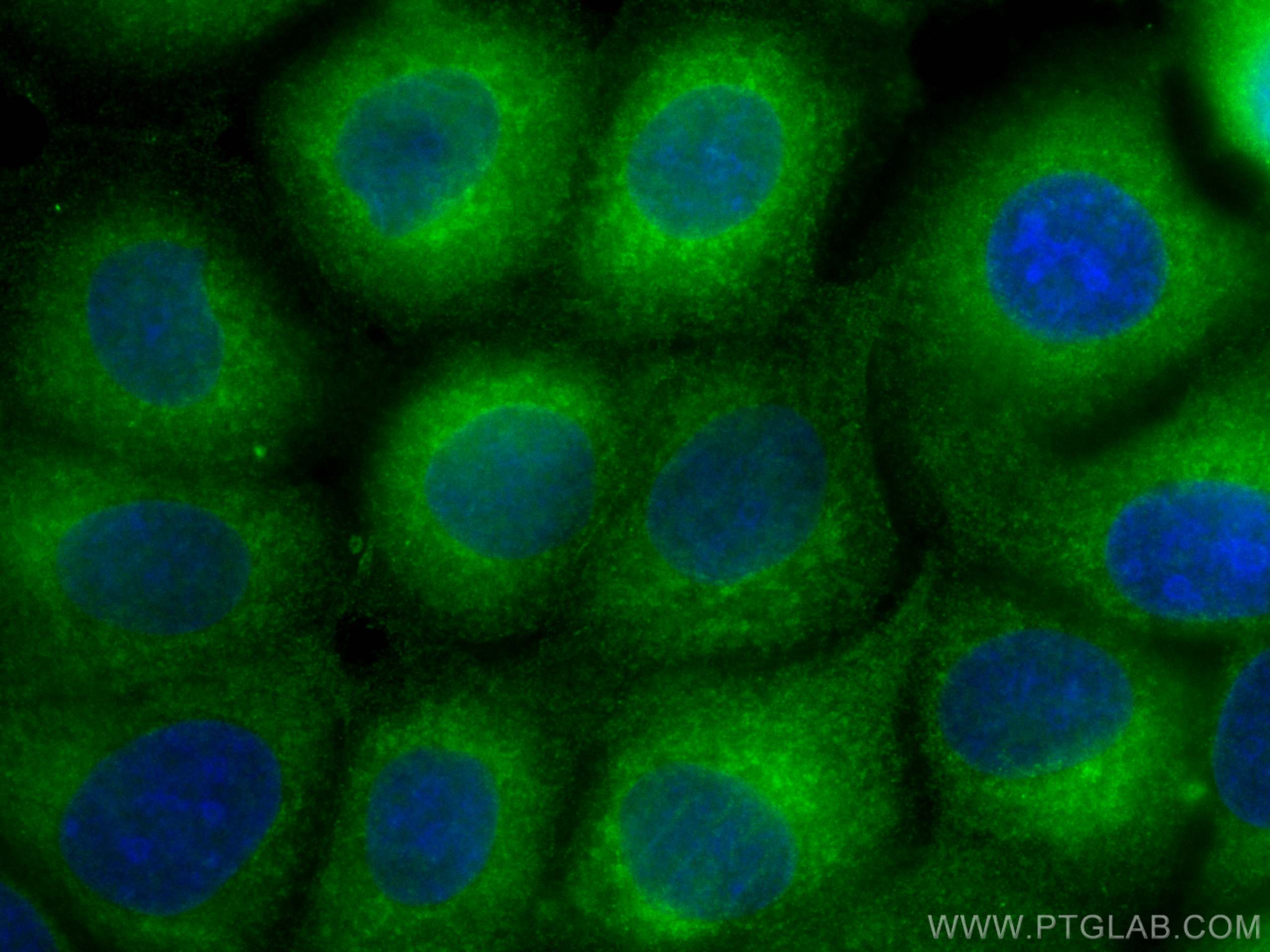 Immunofluorescence (IF) / fluorescent staining of MCF-7 cells using CoraLite® Plus 488-conjugated RAB1B Monoclonal ant (CL488-67837)