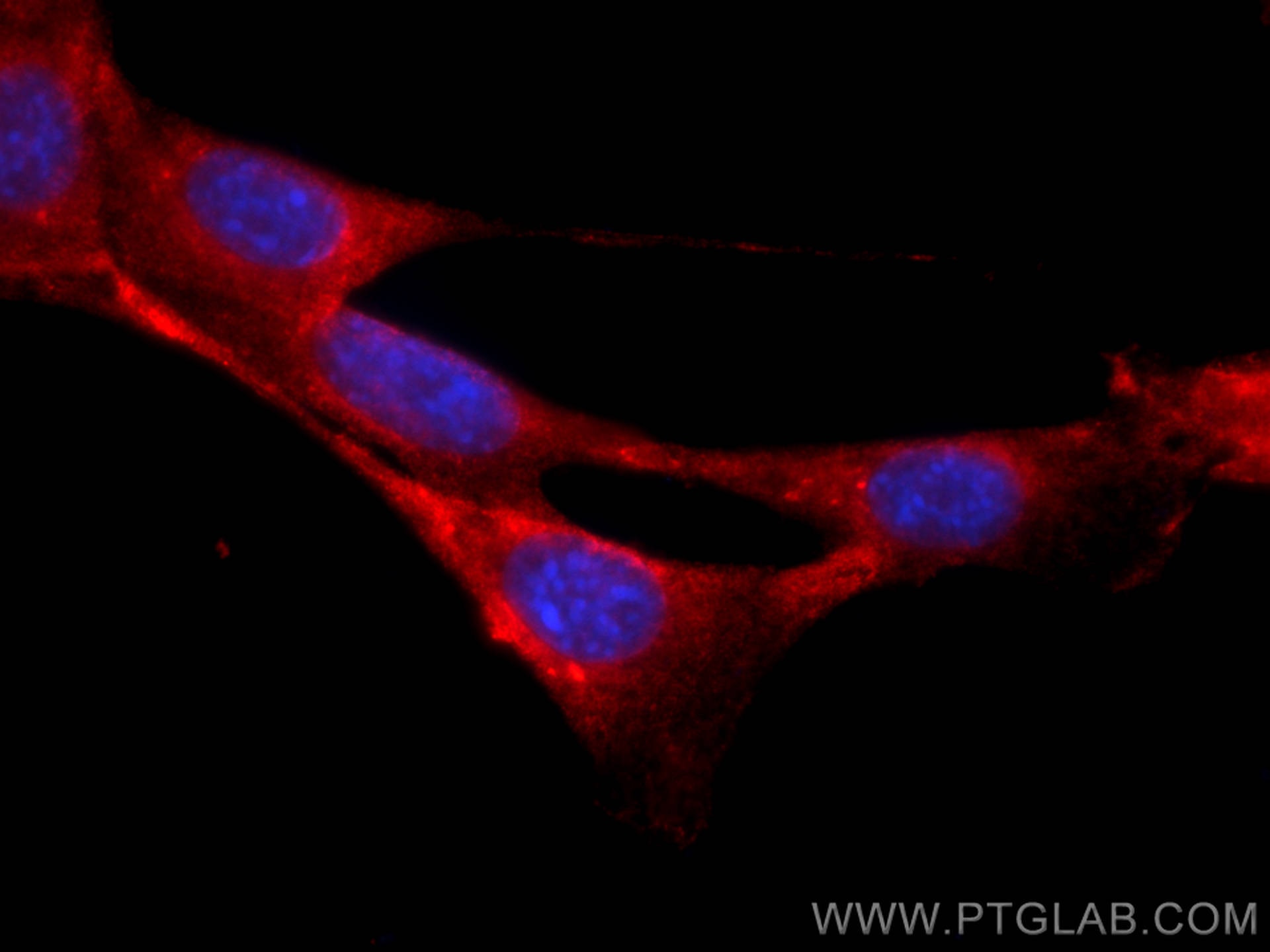 Immunofluorescence (IF) / fluorescent staining of NIH/3T3 cells using CoraLite®594-conjugated RAB1B Monoclonal antibody (CL594-67837)