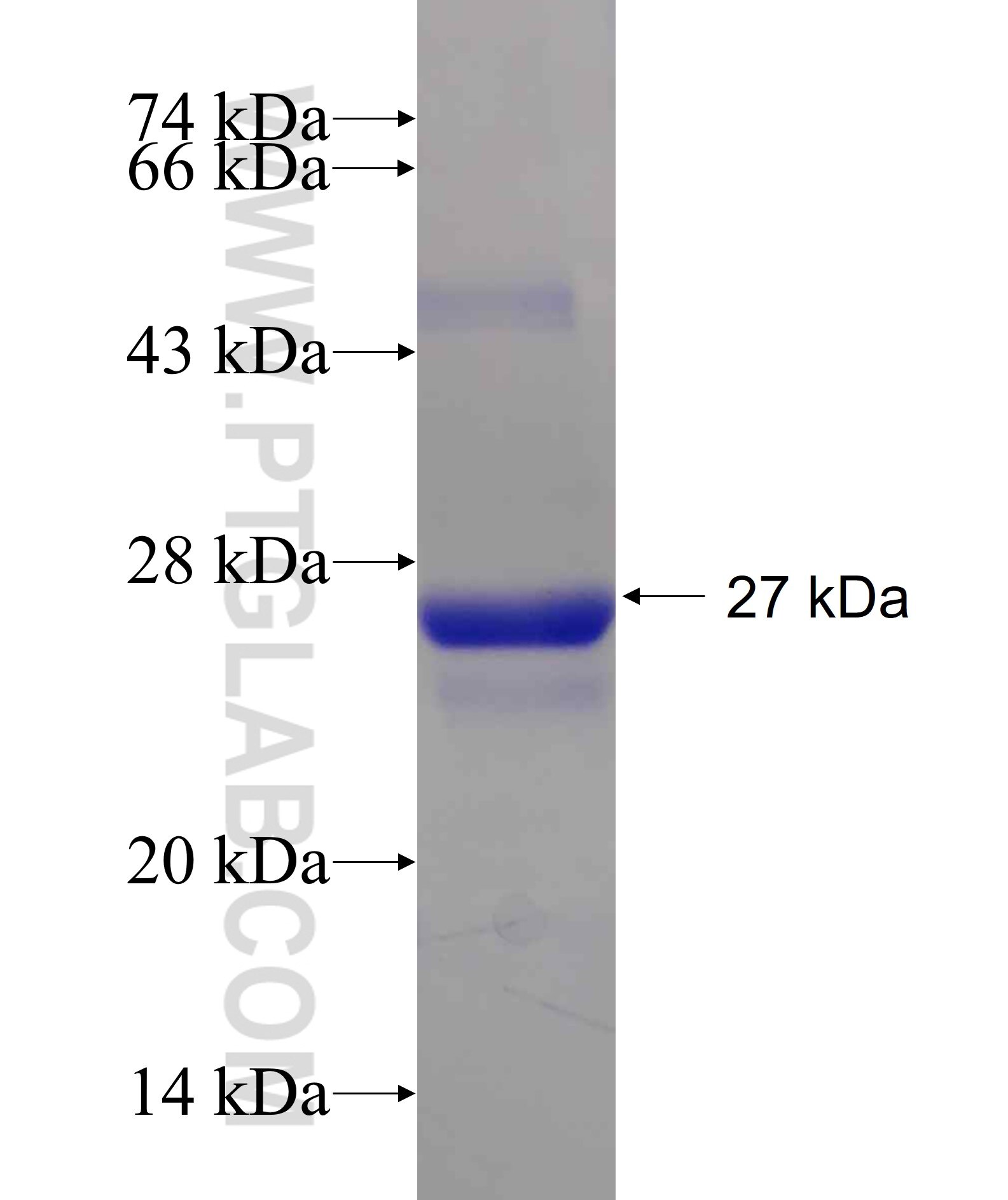 RAB1B fusion protein Ag12069 SDS-PAGE