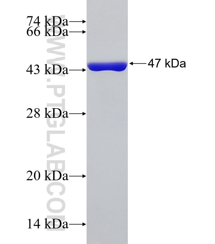 RAB1B fusion protein Ag12197 SDS-PAGE