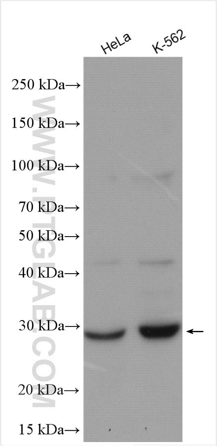 Western Blot (WB) analysis of various lysates using RAB20 Polyclonal antibody (29110-1-AP)