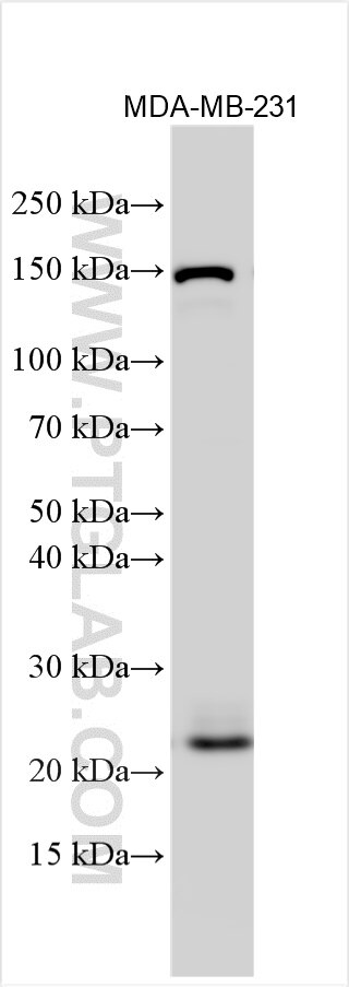 Western Blot (WB) analysis of various lysates using RAB21 Polyclonal antibody (31303-1-AP)