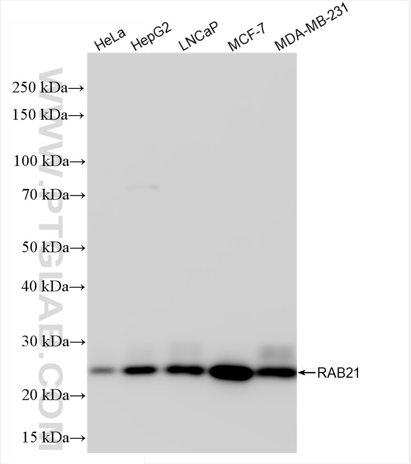 Western Blot (WB) analysis of various lysates using RAB21 Recombinant antibody (84776-2-RR)