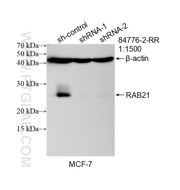 Western Blot (WB) analysis of MCF-7 cells using RAB21 Recombinant monoclonal antibody (84776-2-RR)