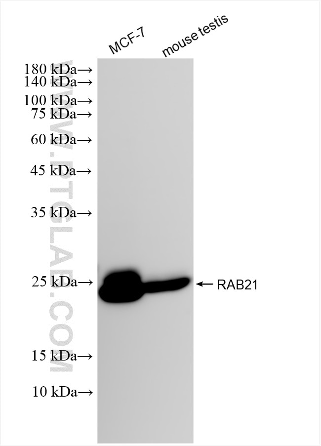 Western Blot (WB) analysis of various lysates using RAB21 Recombinant monoclonal antibody (84776-2-RR)