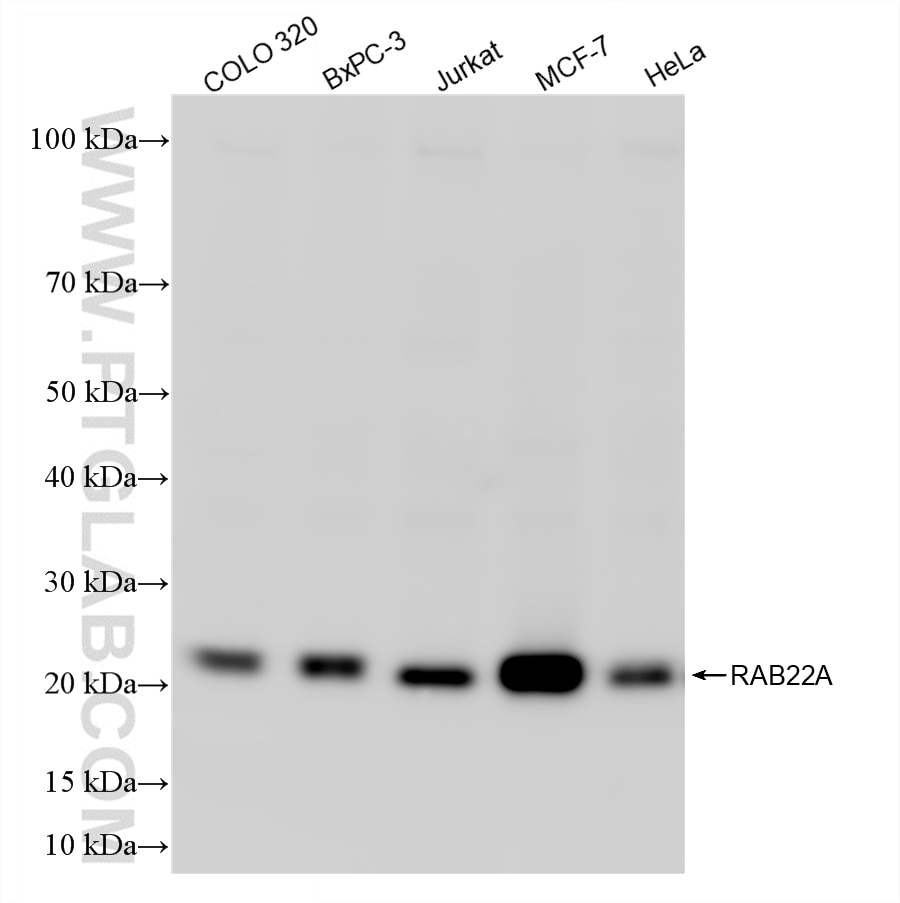 Western Blot (WB) analysis of various lysates using RAB22A Recombinant antibody (85986-2-RR)