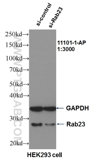 Western Blot (WB) analysis of HEK-293 cells using Rab23 Polyclonal antibody (11101-1-AP)