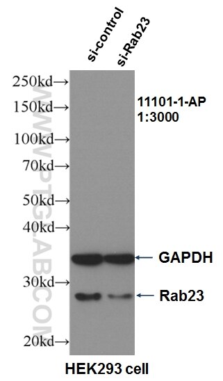 WB analysis of HEK-293 using 11101-1-AP