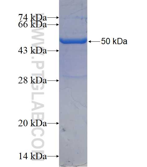 RAB23 fusion protein Ag1588 SDS-PAGE