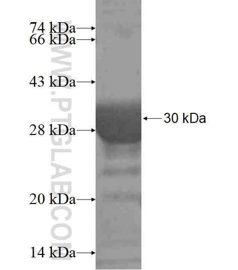 RAB23 fusion protein Ag16674 SDS-PAGE