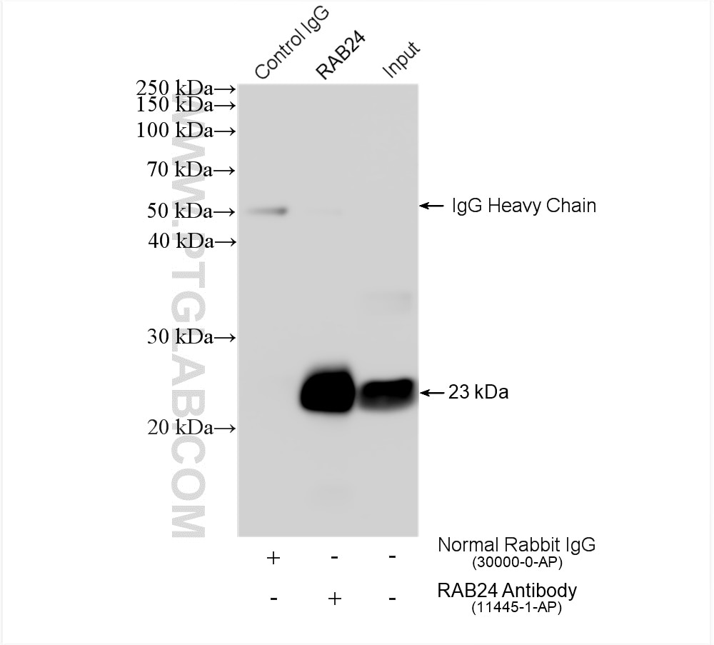 Immunoprecipitation (IP) experiment of mouse brain tissue using RAB24 Polyclonal antibody (11445-1-AP)