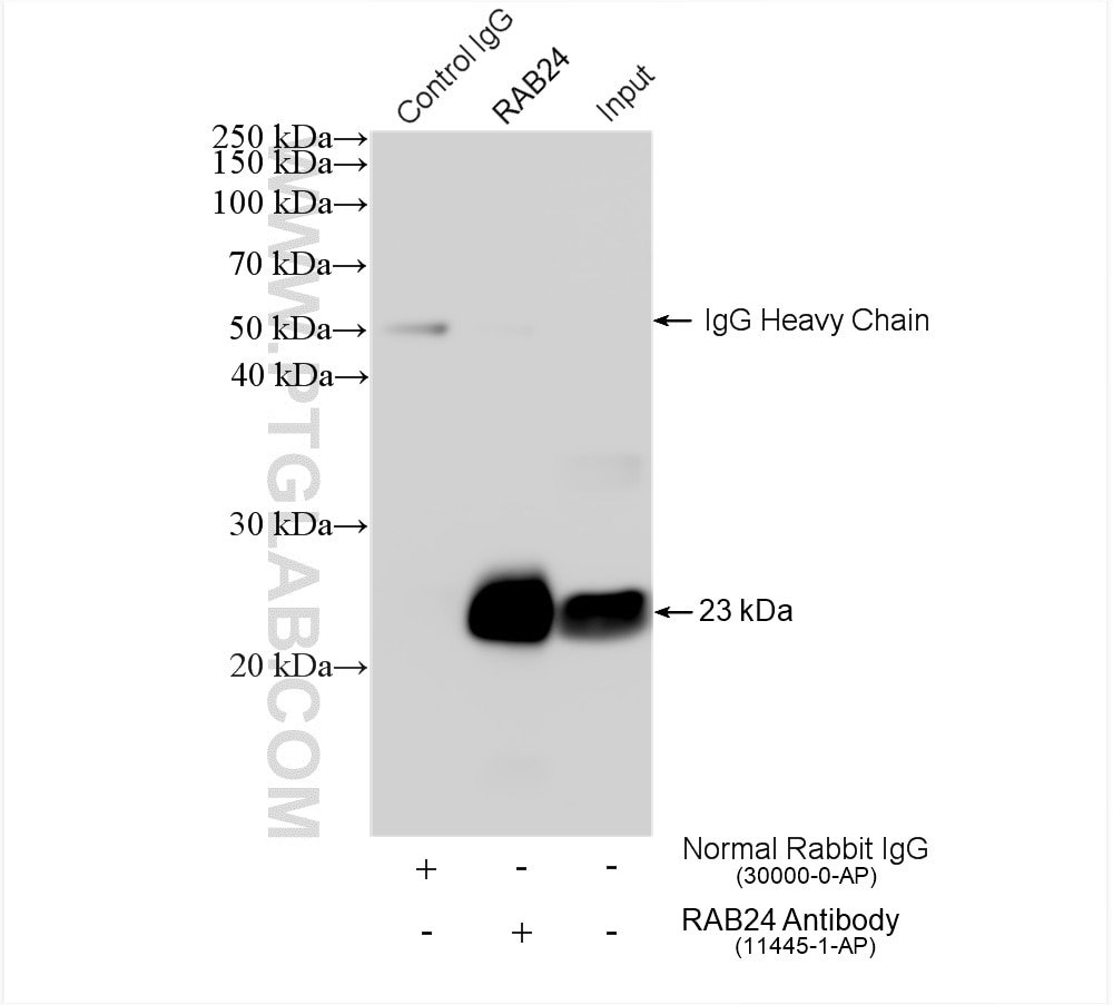 IP experiment of mouse brain using 11445-1-AP