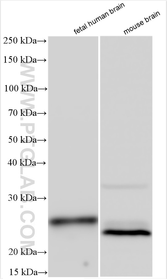 Western Blot (WB) analysis of various lysates using RAB24 Polyclonal antibody (11445-1-AP)