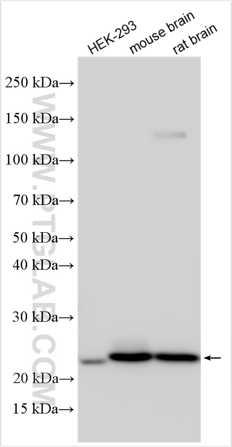 Western Blot (WB) analysis of various lysates using RAB24 Polyclonal antibody (11445-1-AP)