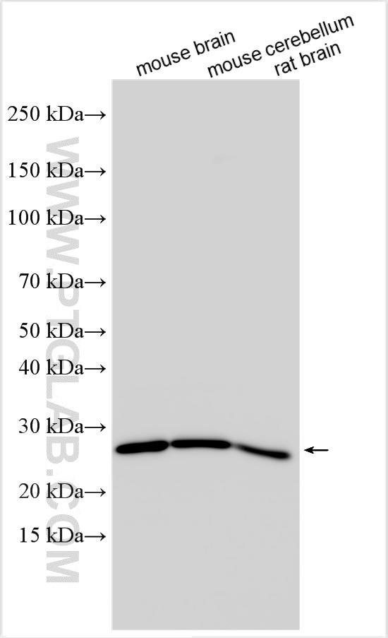 Western Blot (WB) analysis of various lysates using RAB24 Polyclonal antibody (11445-1-AP)