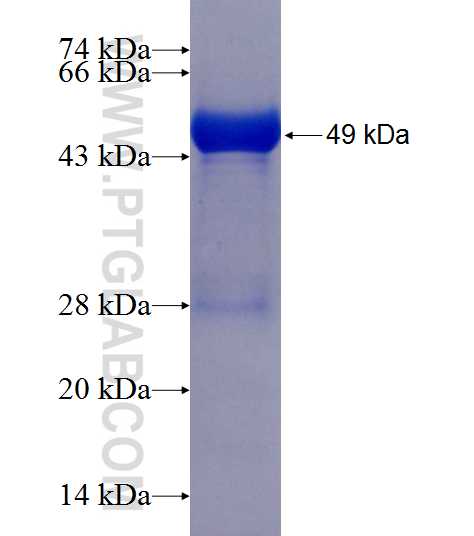 RAB24 fusion protein Ag1995 SDS-PAGE