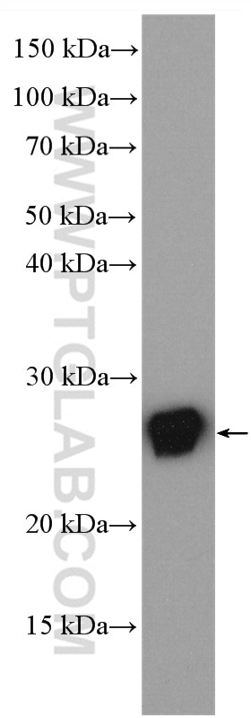 Western Blot (WB) analysis of T-47D cells using RAB25 Polyclonal antibody (13189-1-AP)