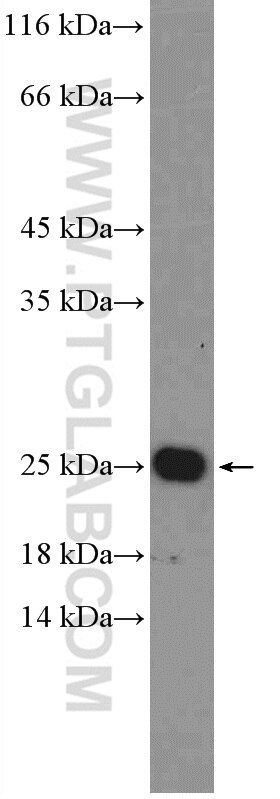 Western Blot (WB) analysis of HT-29 cells using RAB25 Polyclonal antibody (13189-1-AP)